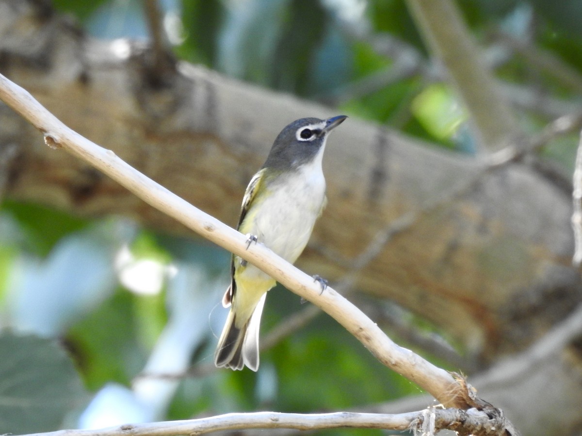 Blue-headed Vireo - ML624195701