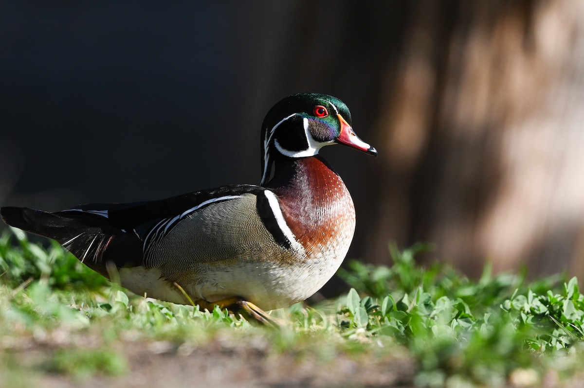 Wood Duck - ML624195708