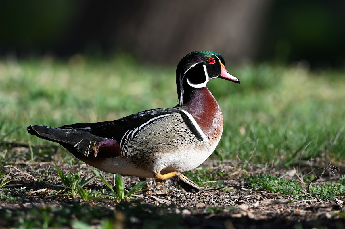 Wood Duck - ML624195709