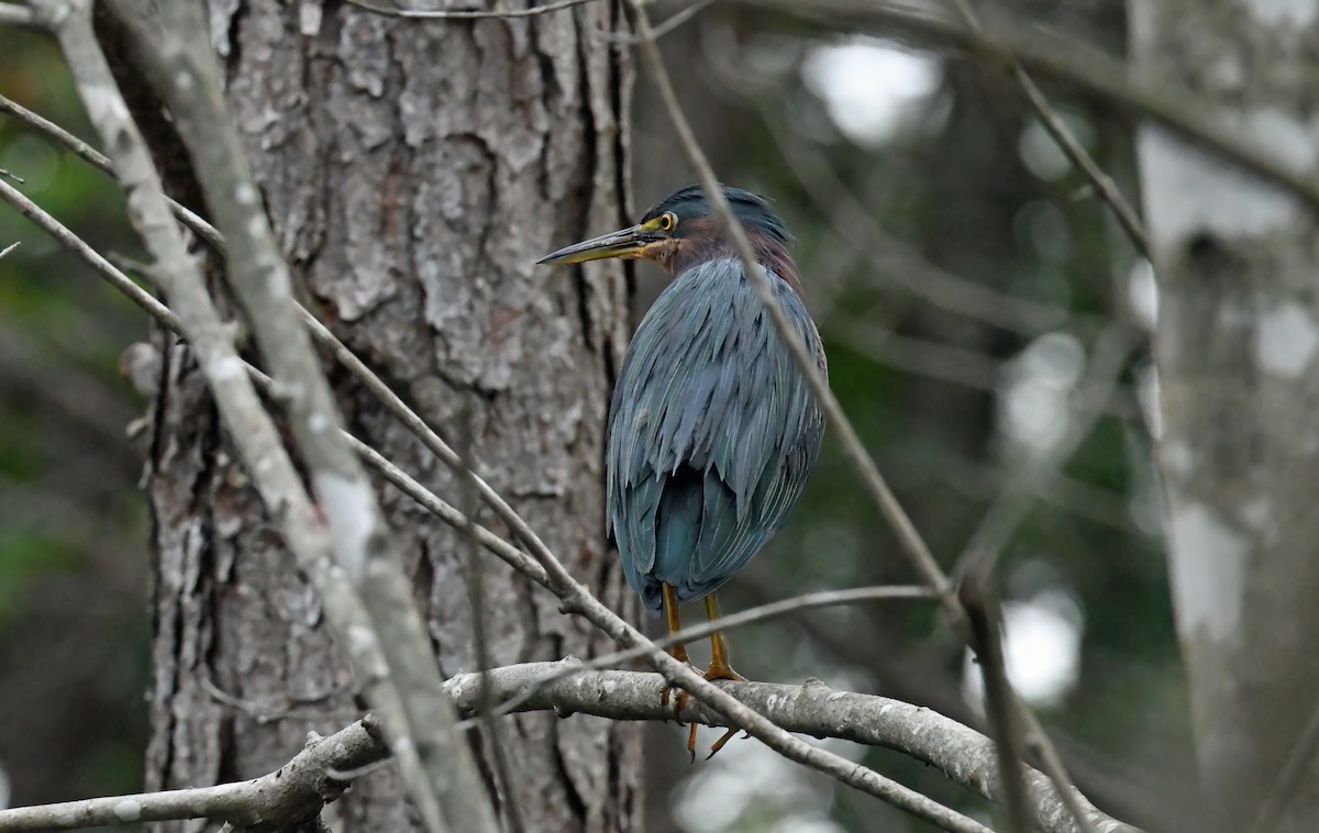 Grünreiher - ML624195770