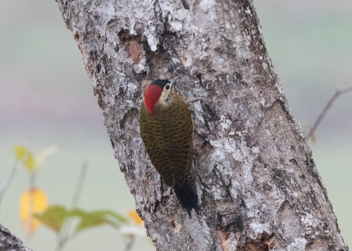 Spot-breasted Woodpecker - ML624195774