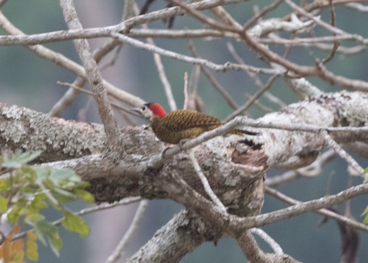 Spot-breasted Woodpecker - ML624195775