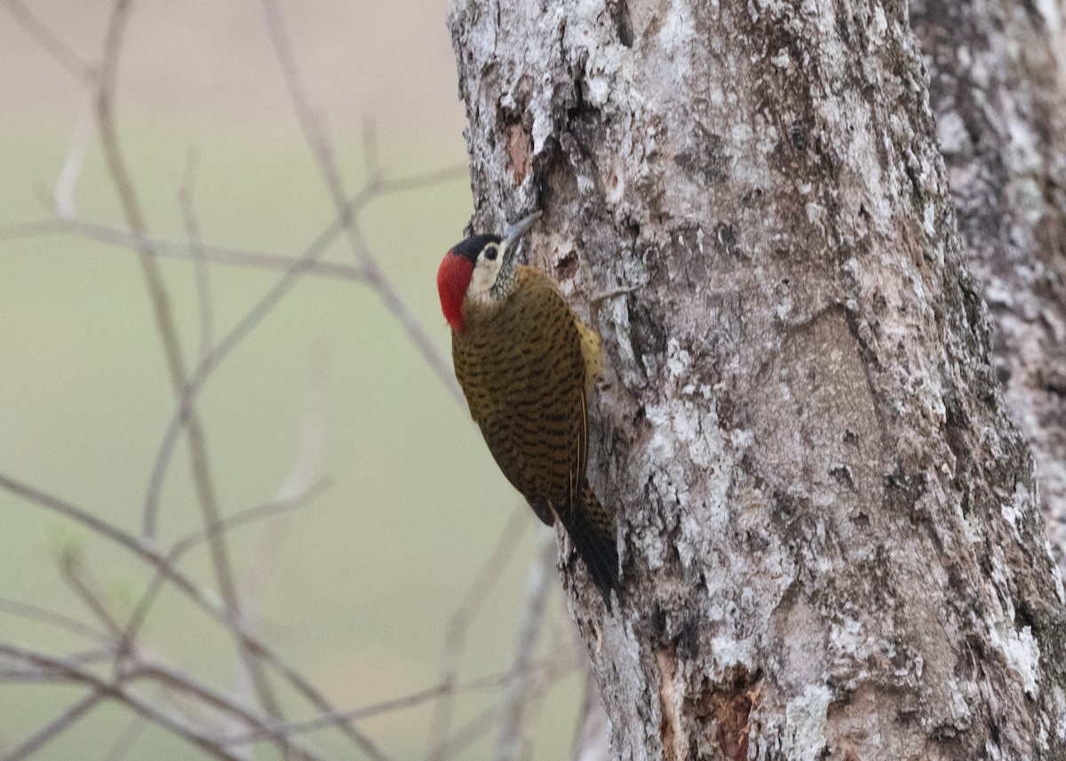 Spot-breasted Woodpecker - Silvia Faustino Linhares