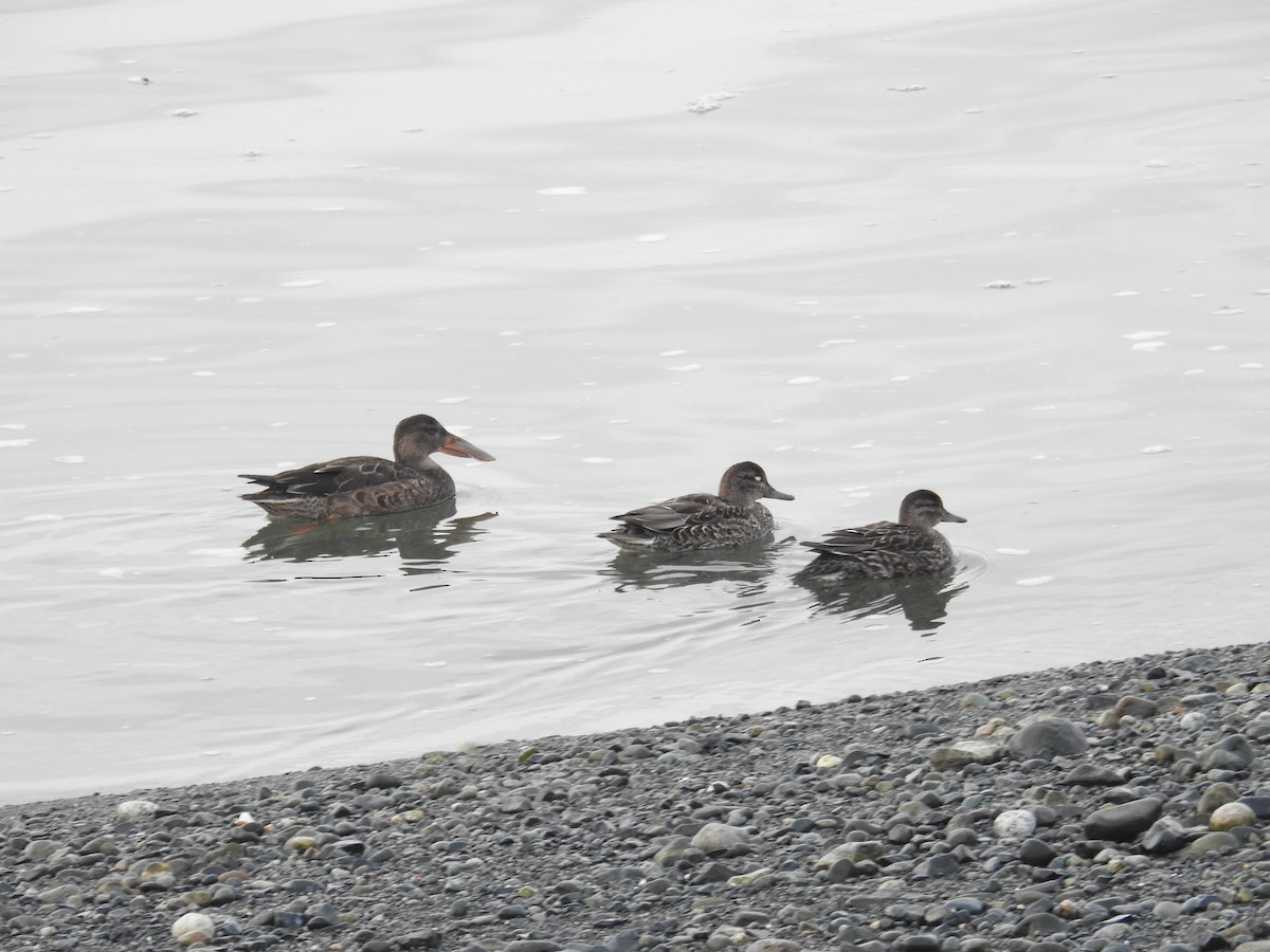 Northern Shoveler - Jody  Wells