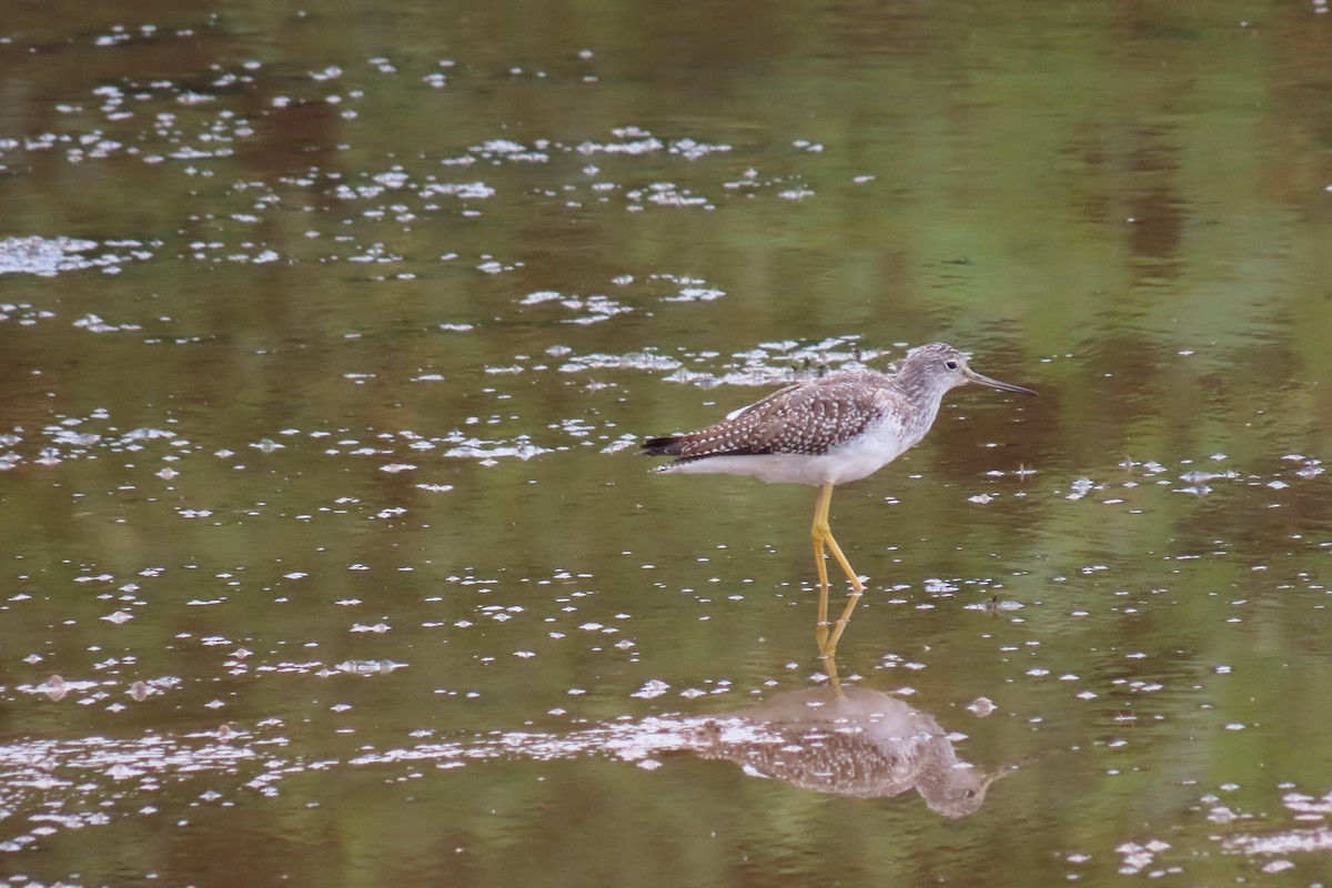 Greater Yellowlegs - Josephine Cox