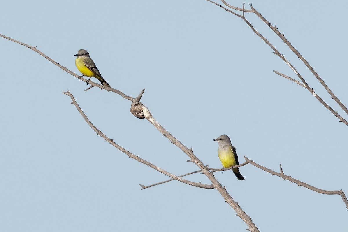 Tropical Kingbird - ML624195806