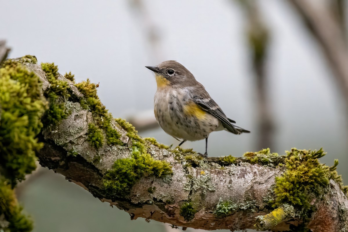 Yellow-rumped Warbler (Audubon's) - ML624195811