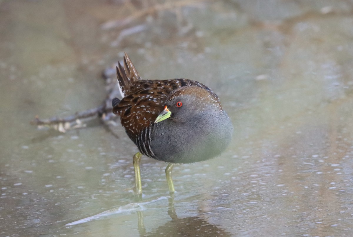 Australian Crake - ML624195815