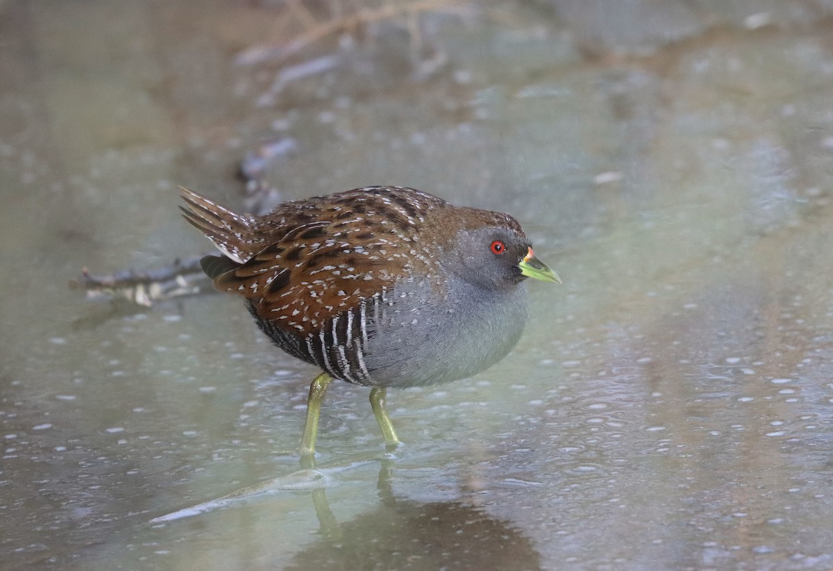 Australian Crake - ML624195816