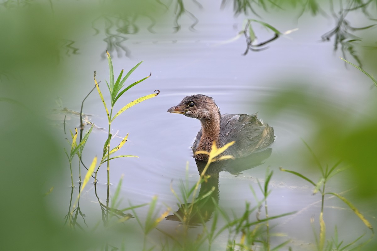 Pied-billed Grebe - Donald Casavecchia