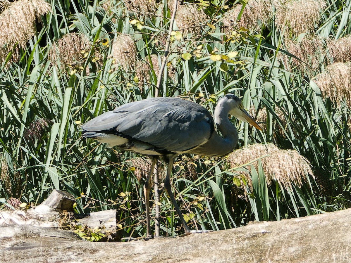 volavka popelavá - ML624195887