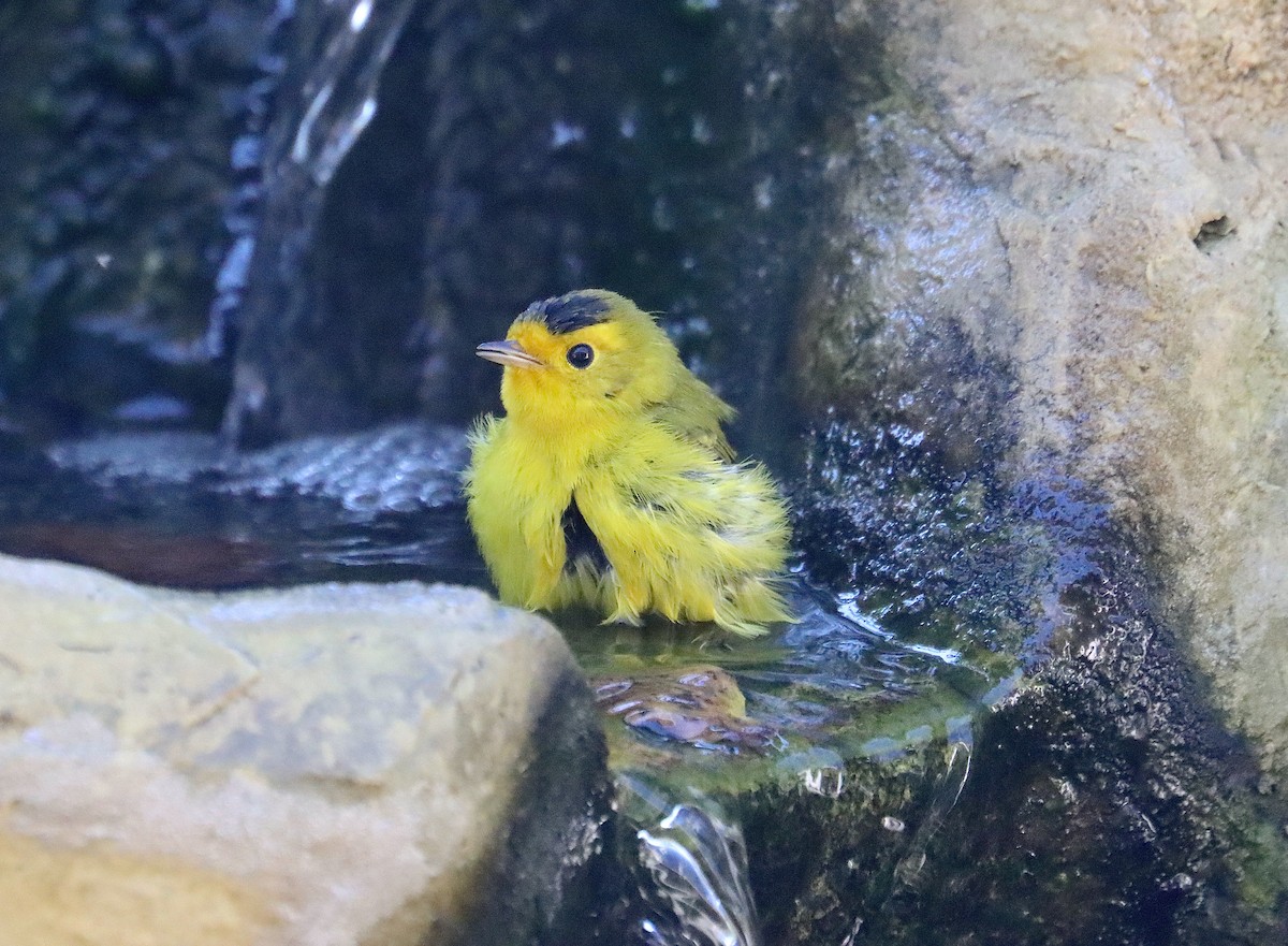 Wilson's Warbler - ML624195938