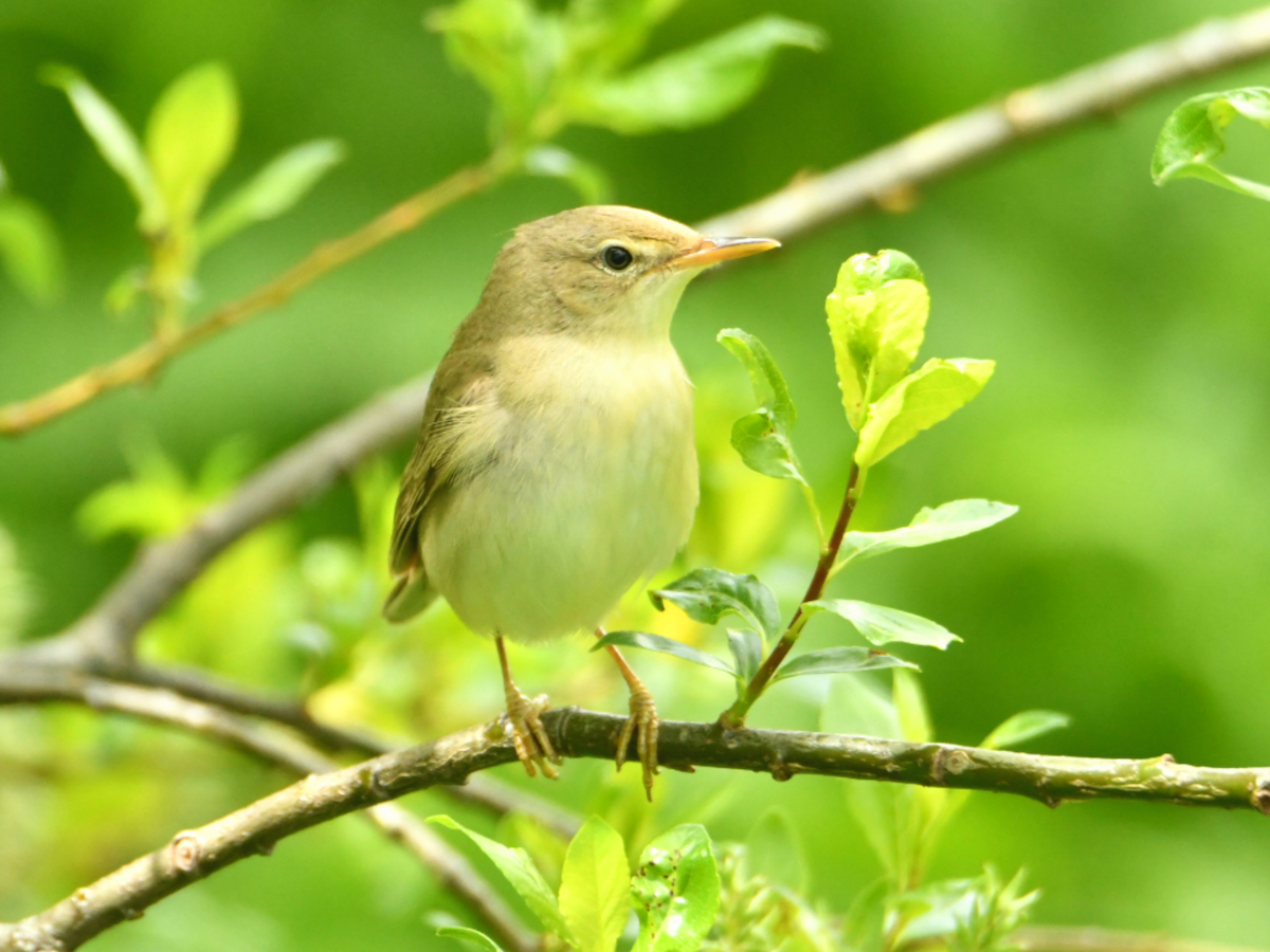 Marsh Warbler - ML624195941