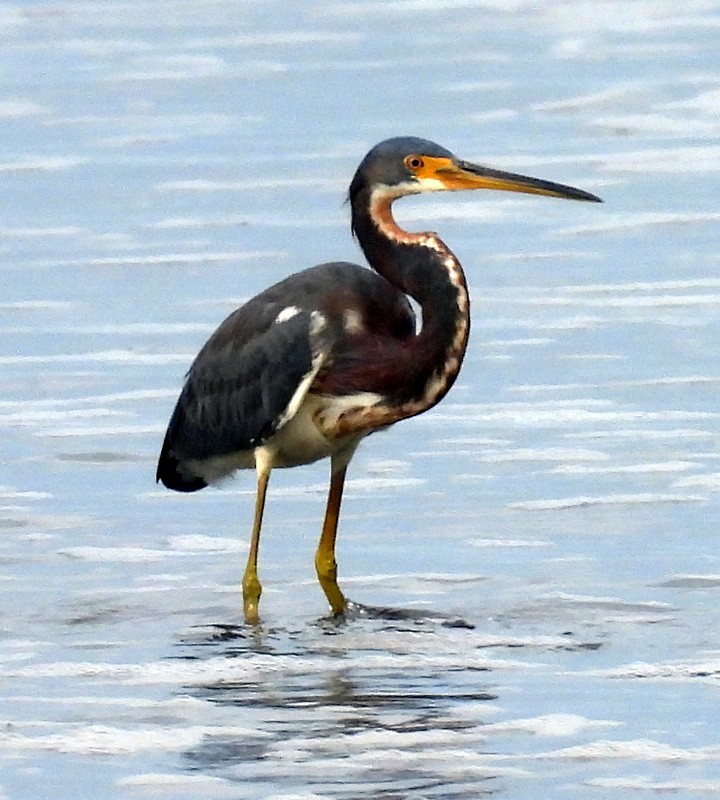 Tricolored Heron - ML624195948