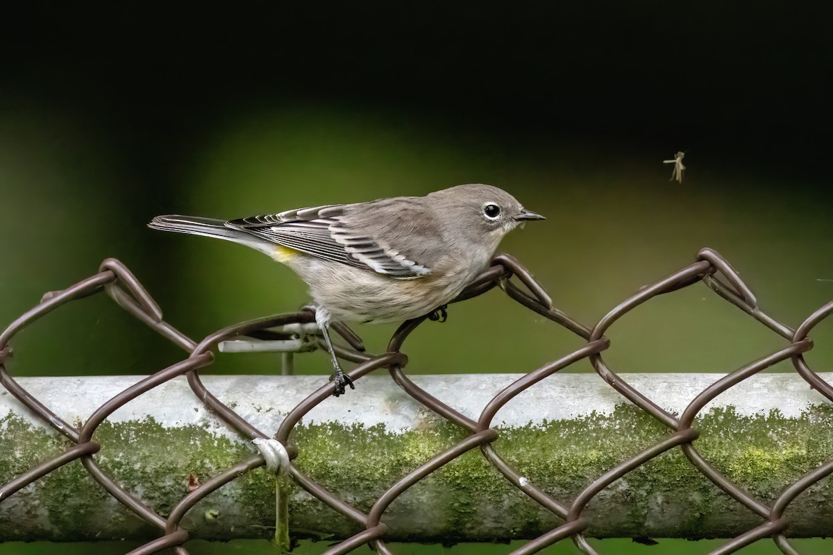 Yellow-rumped Warbler (Myrtle) - ML624195956