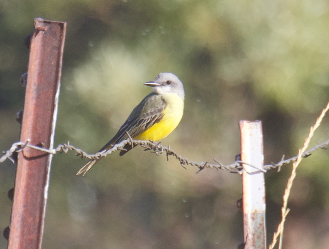 Tropical Kingbird - ML624195961