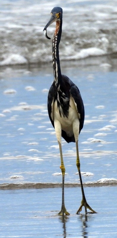 Tricolored Heron - ML624195962