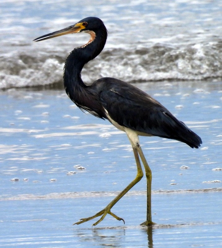 Tricolored Heron - ML624195968