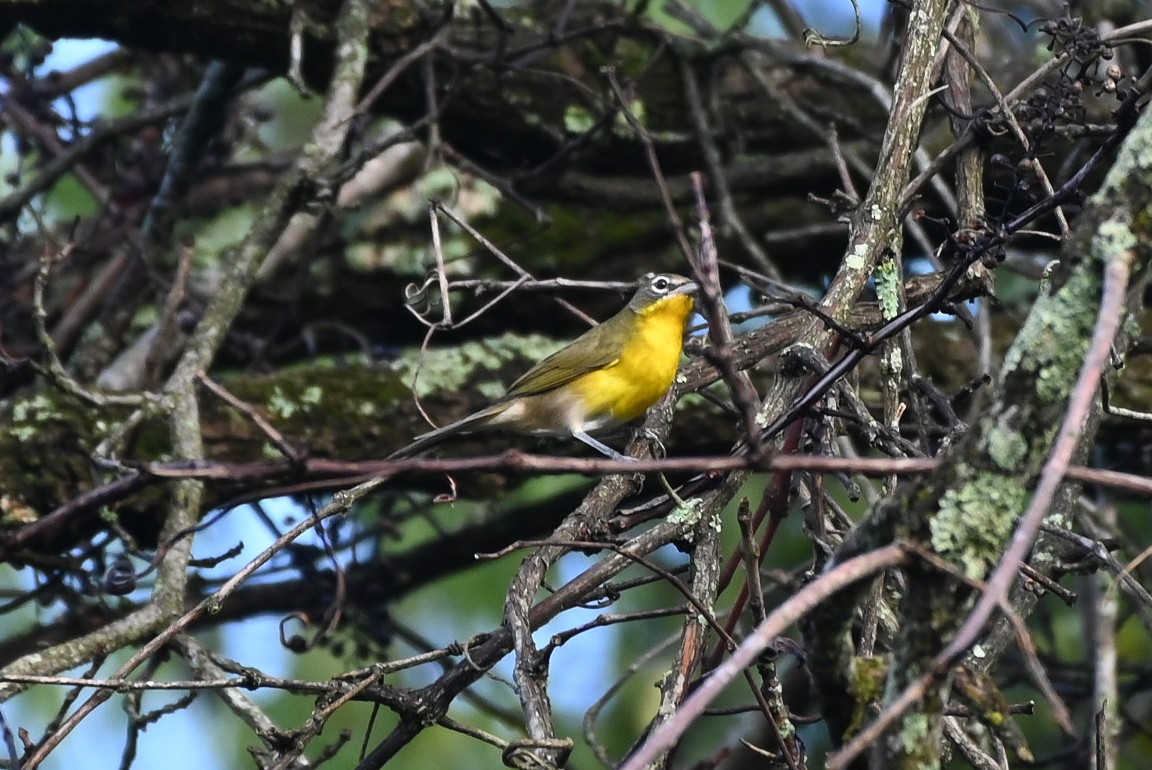 Yellow-breasted Chat - ML624195983