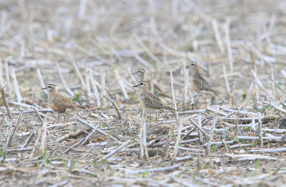 Eurasian Dotterel - ML624196007