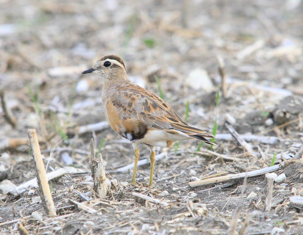 Eurasian Dotterel - ML624196009