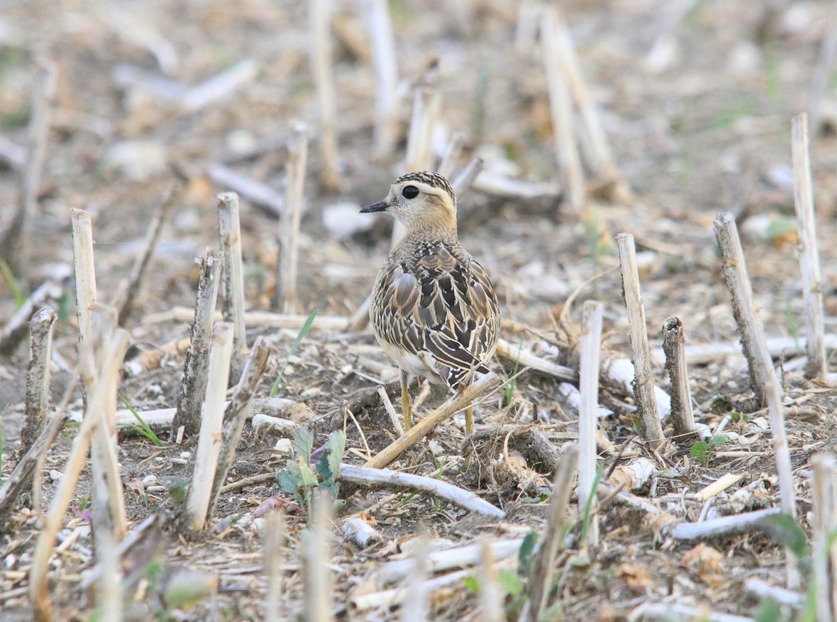 Eurasian Dotterel - ML624196010