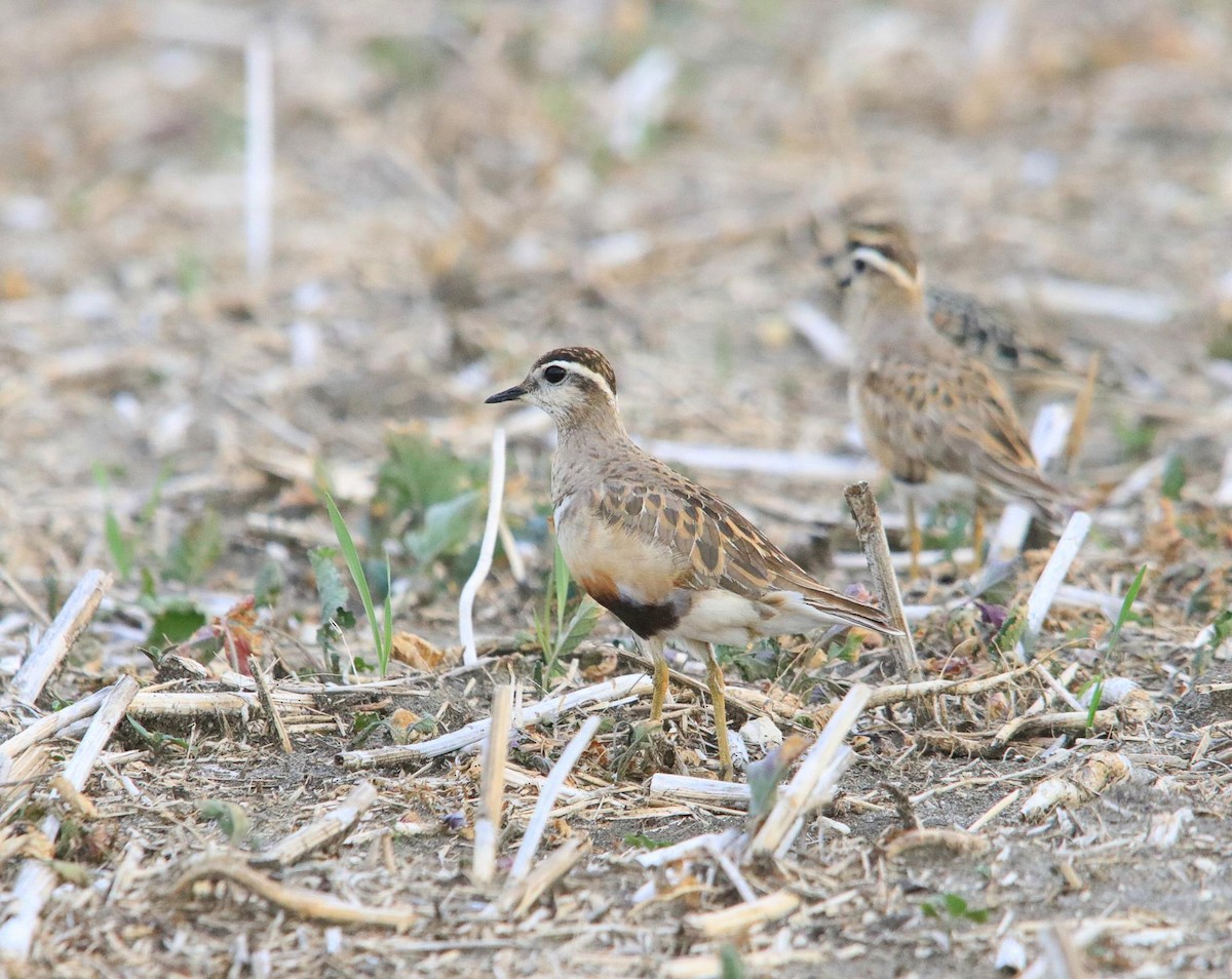 Eurasian Dotterel - ML624196011