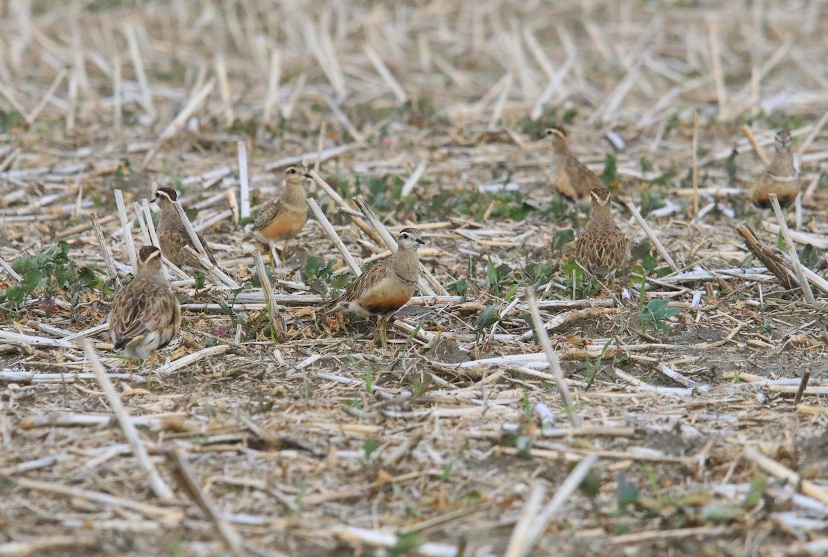 Eurasian Dotterel - ML624196012