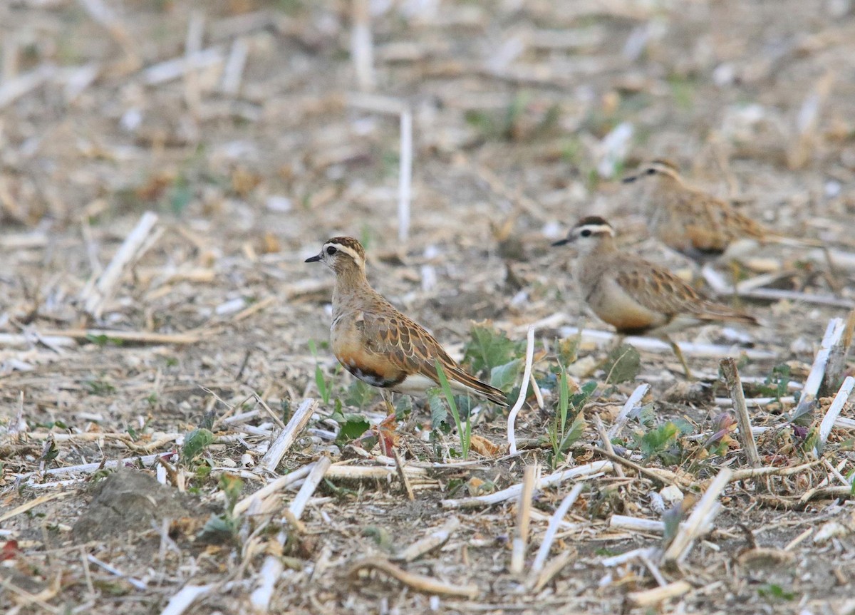 Eurasian Dotterel - ML624196013