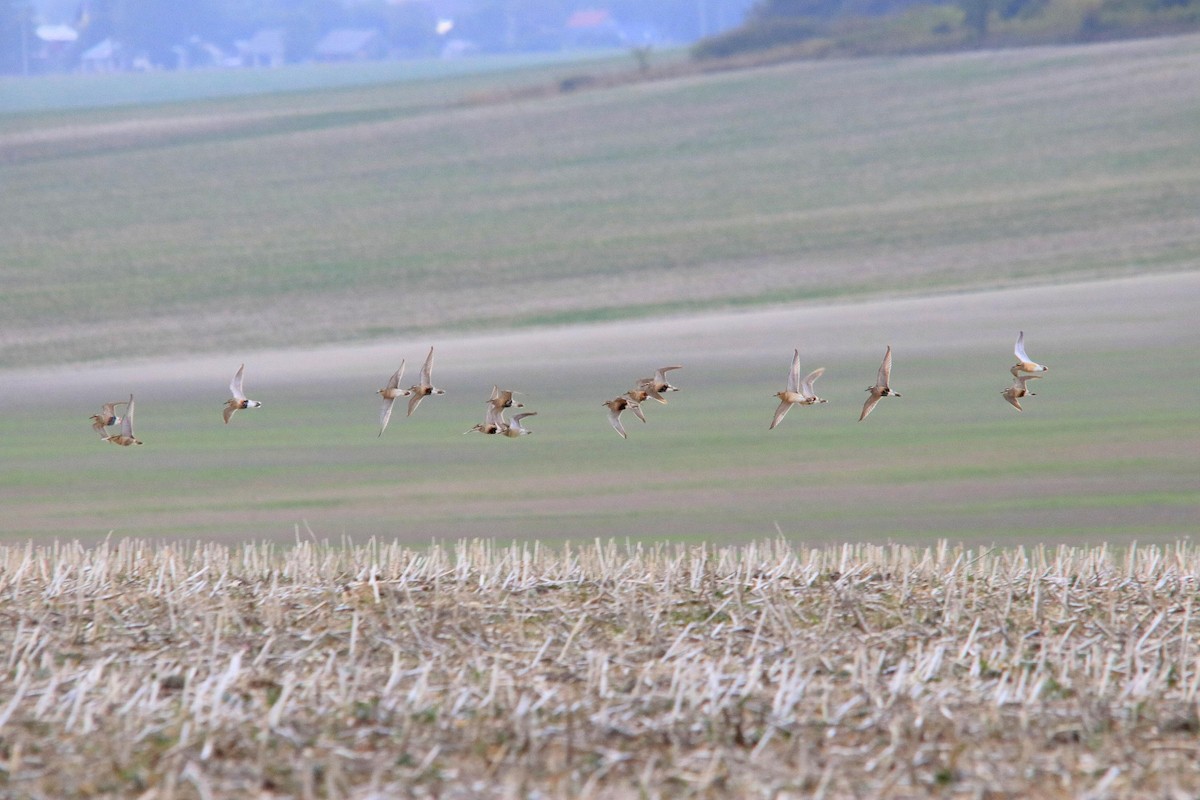 Eurasian Dotterel - ML624196016