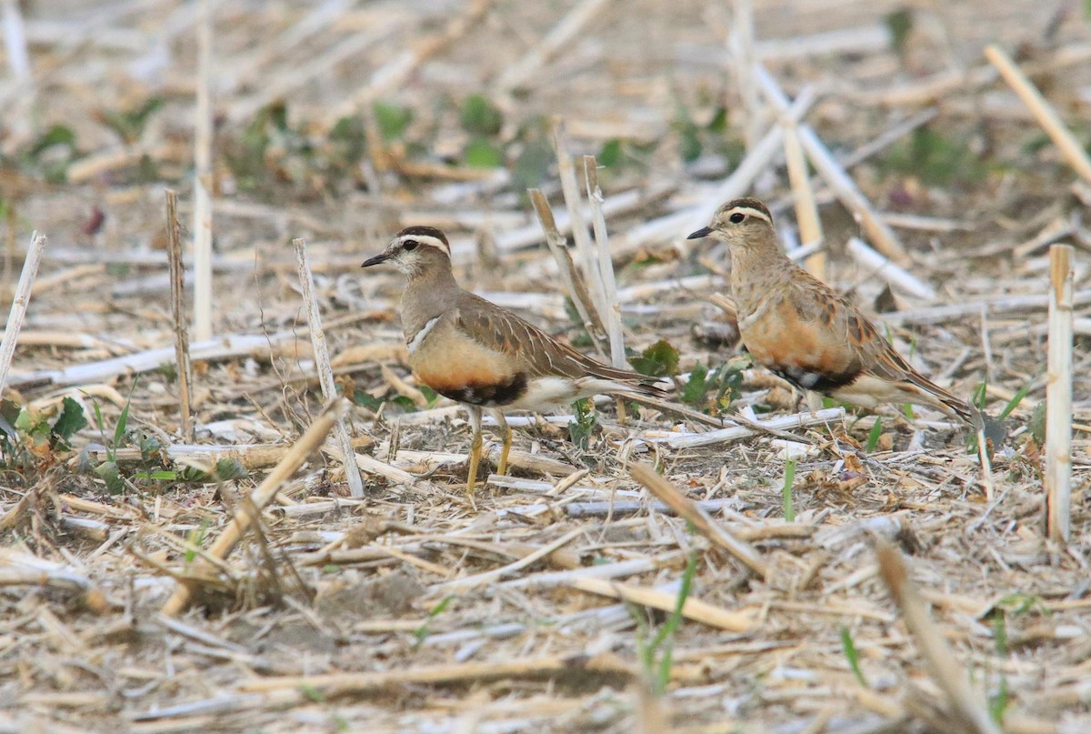 Eurasian Dotterel - ML624196021