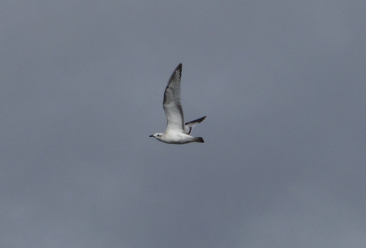 Mediterranean Gull - ML624196028