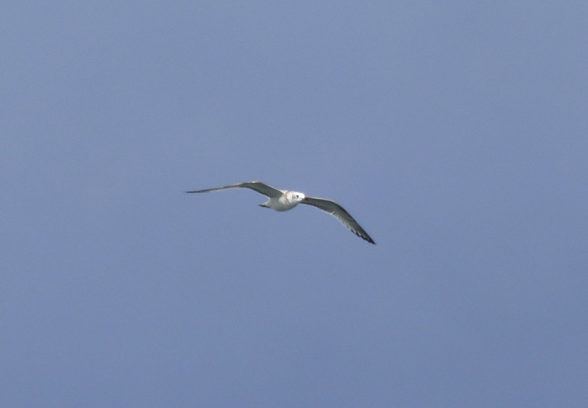 Mediterranean Gull - ML624196036