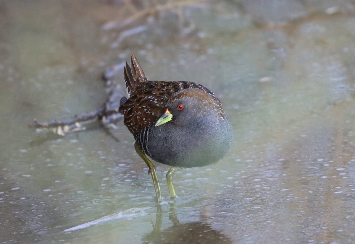 Australian Crake - ML624196043