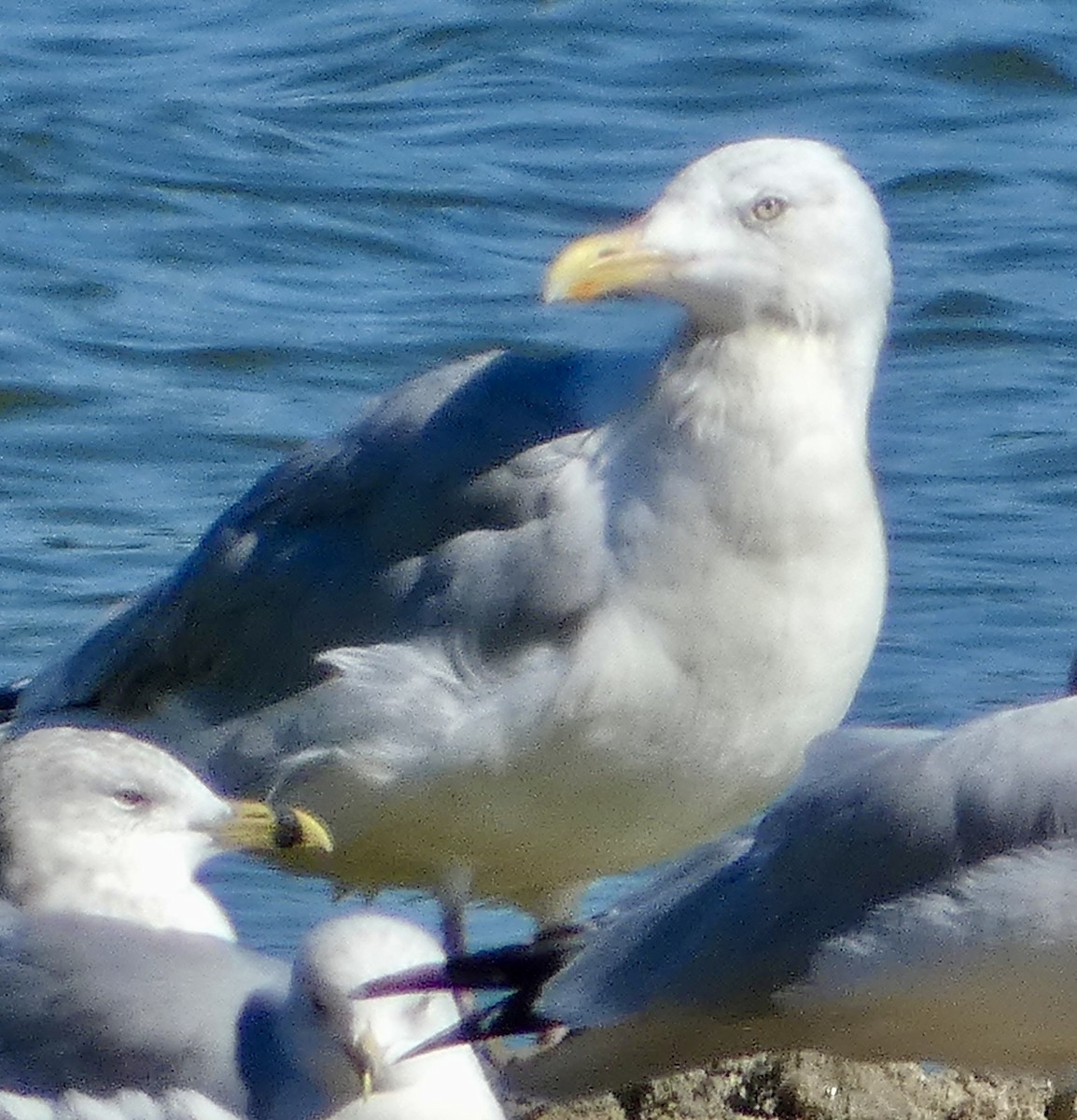 Herring Gull - ML624196047