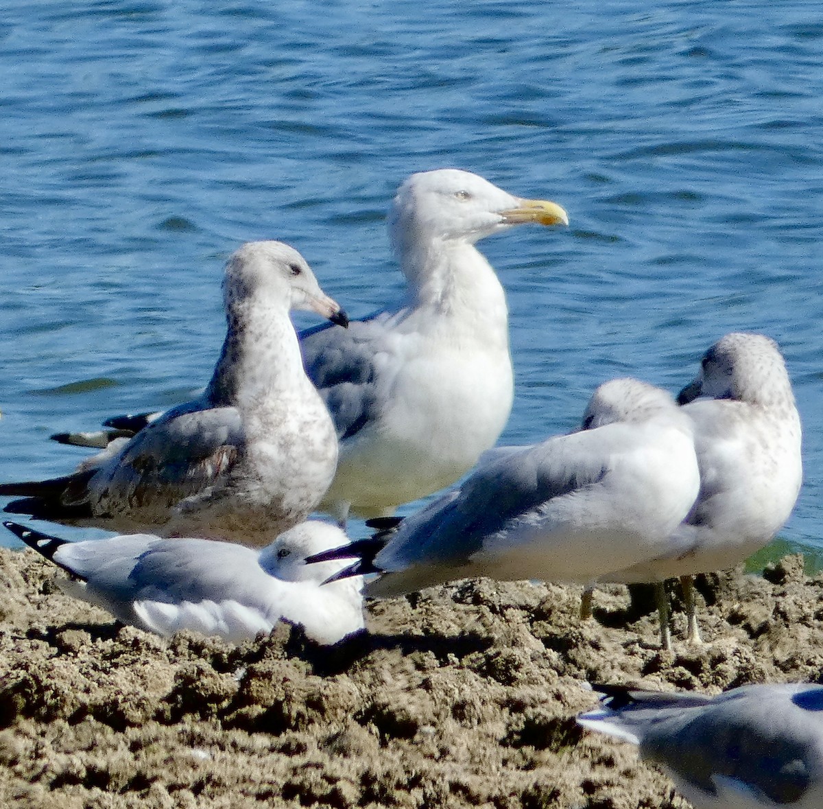 Herring Gull - ML624196048