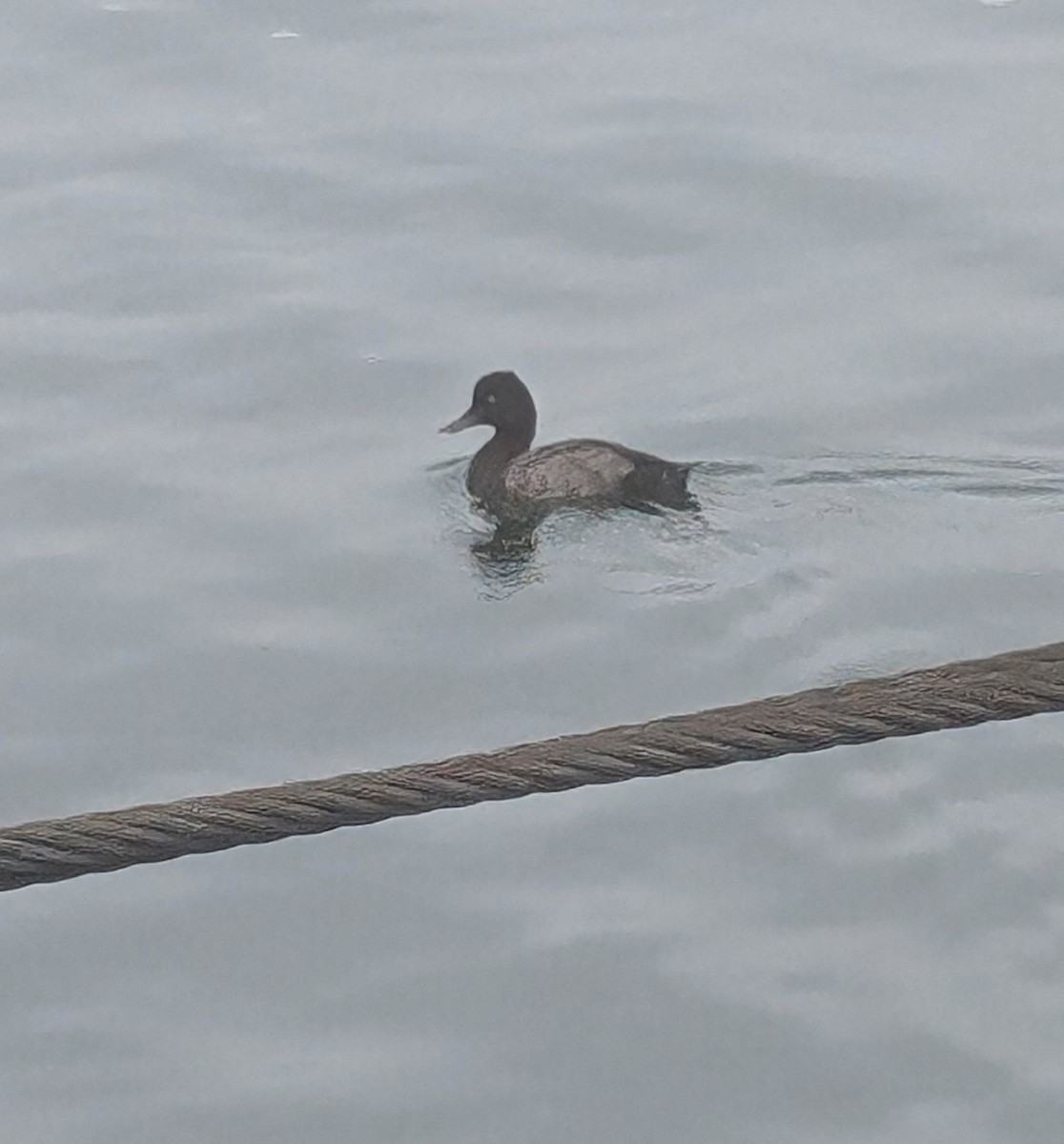 Lesser Scaup - ML624196065