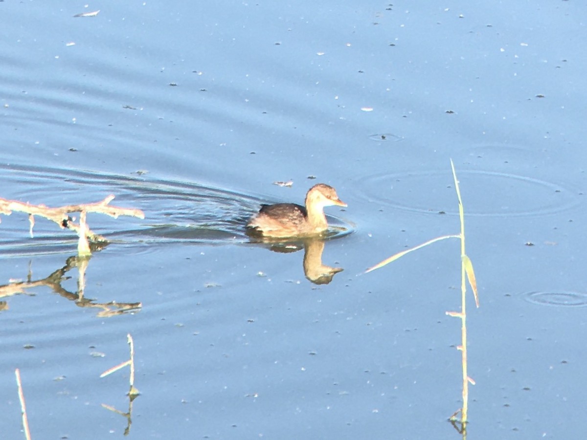 Little Grebe - Anonymous