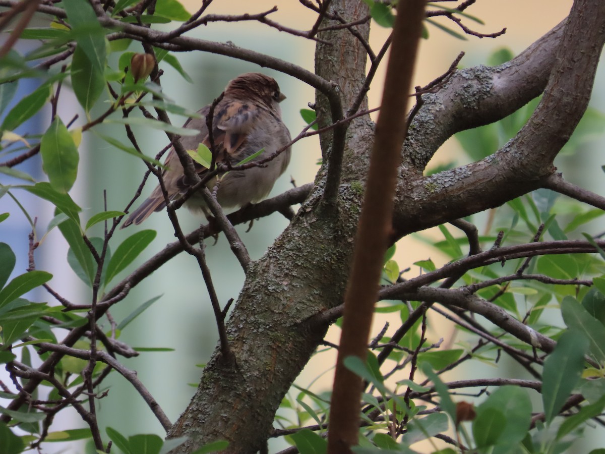 Moineau domestique - ML624196101