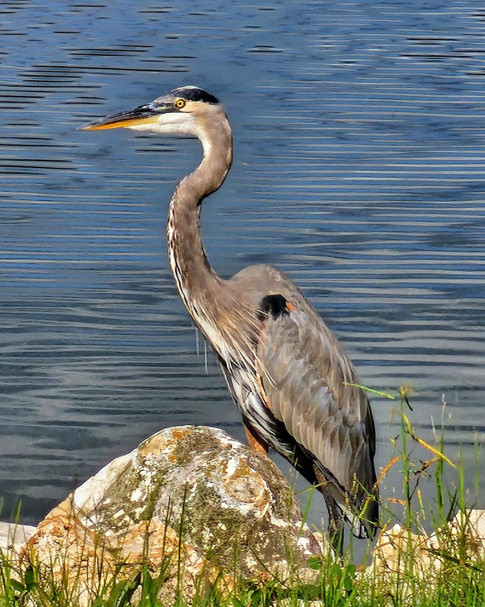 Great Blue Heron (Great Blue) - ML624196105