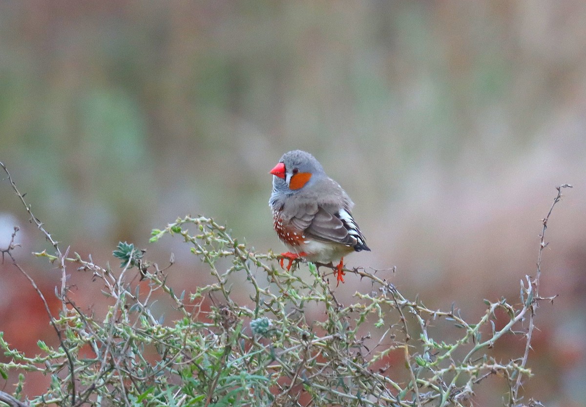 Zebra Finch - ML624196109