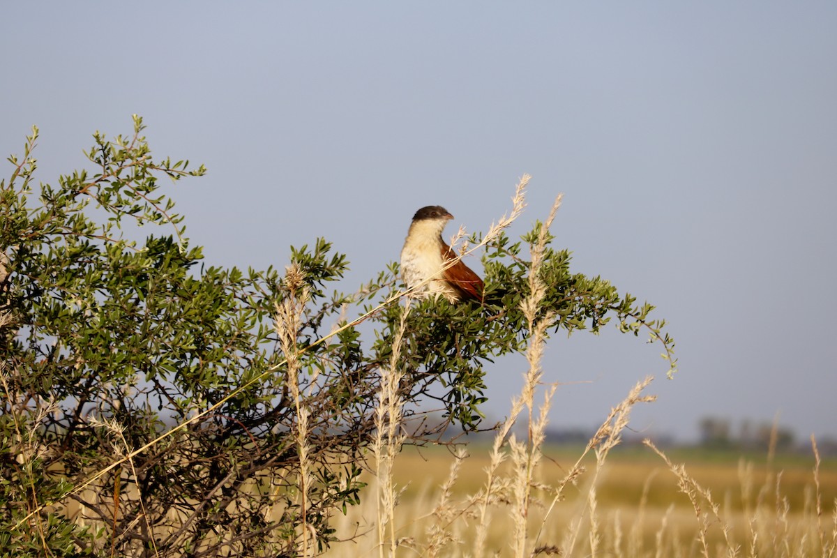 Coppery-tailed Coucal - ML62419611