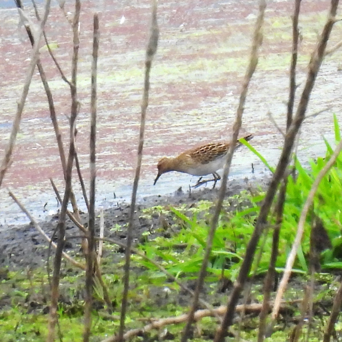 Pectoral Sandpiper - ML624196143