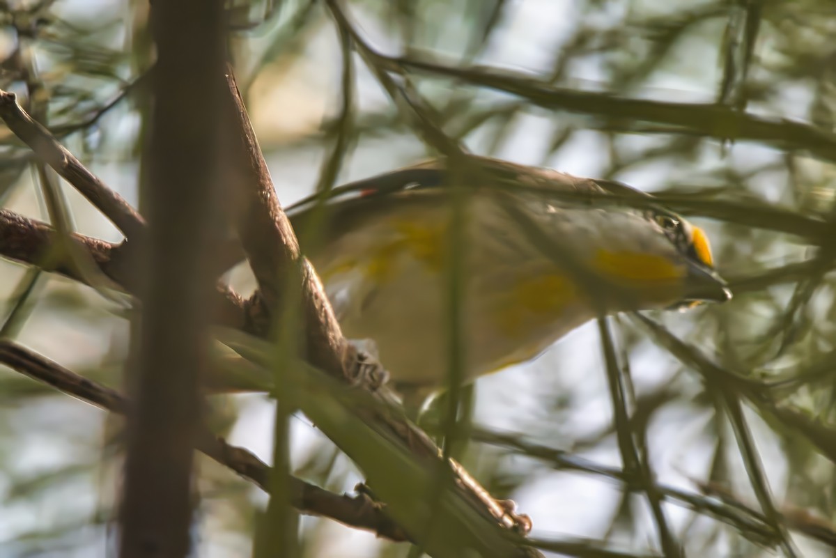 Striated Pardalote (Black-headed) - ML624196161