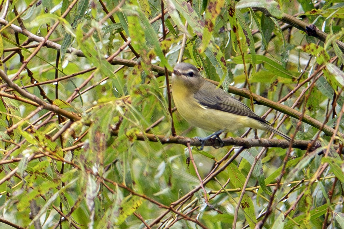 Philadelphia Vireo - ML624196172