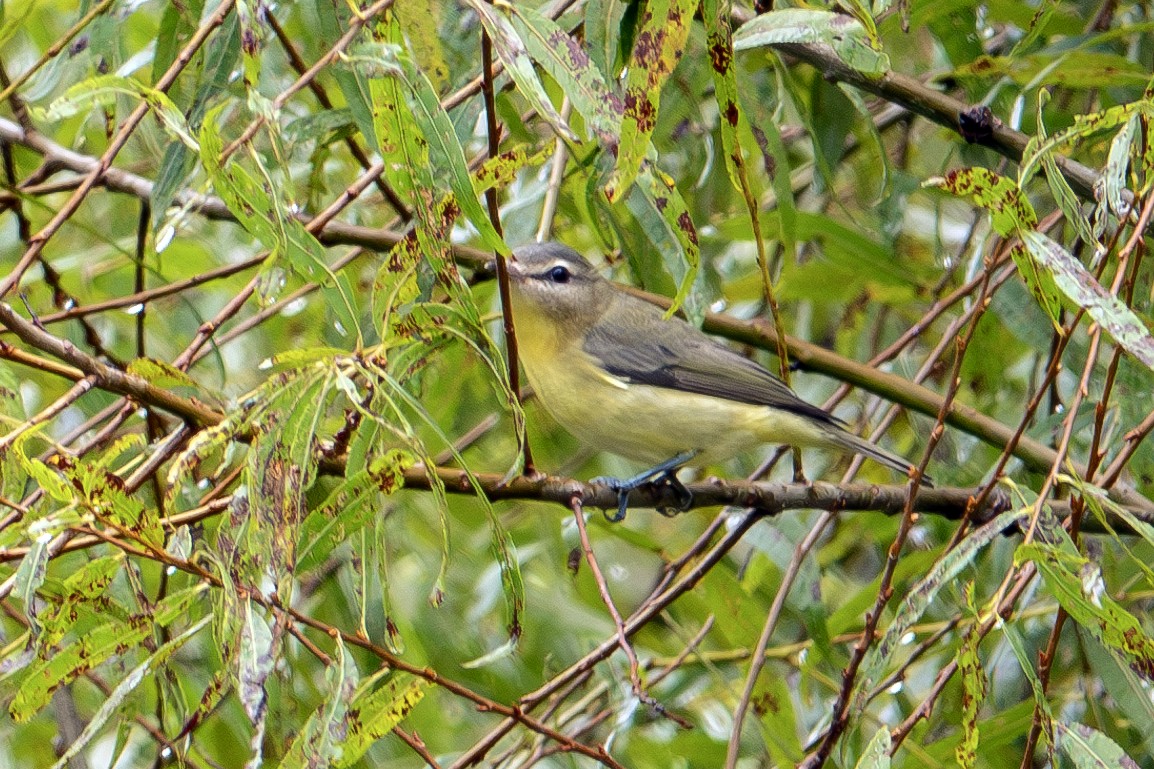 Philadelphia Vireo - ML624196173