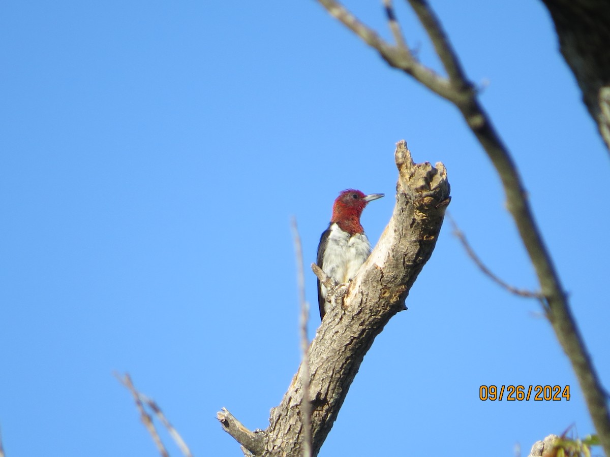 Red-headed Woodpecker - ML624196174