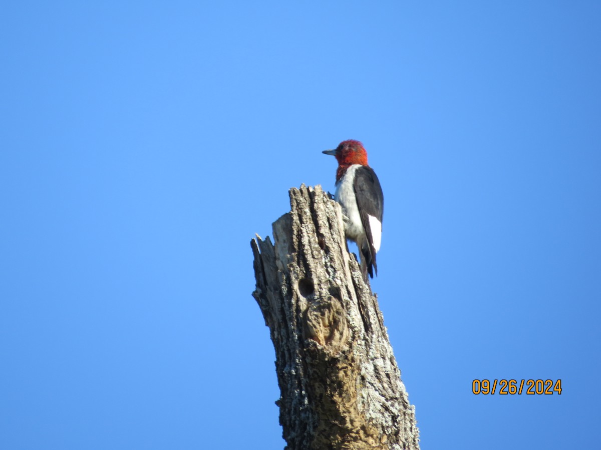 Red-headed Woodpecker - ML624196175