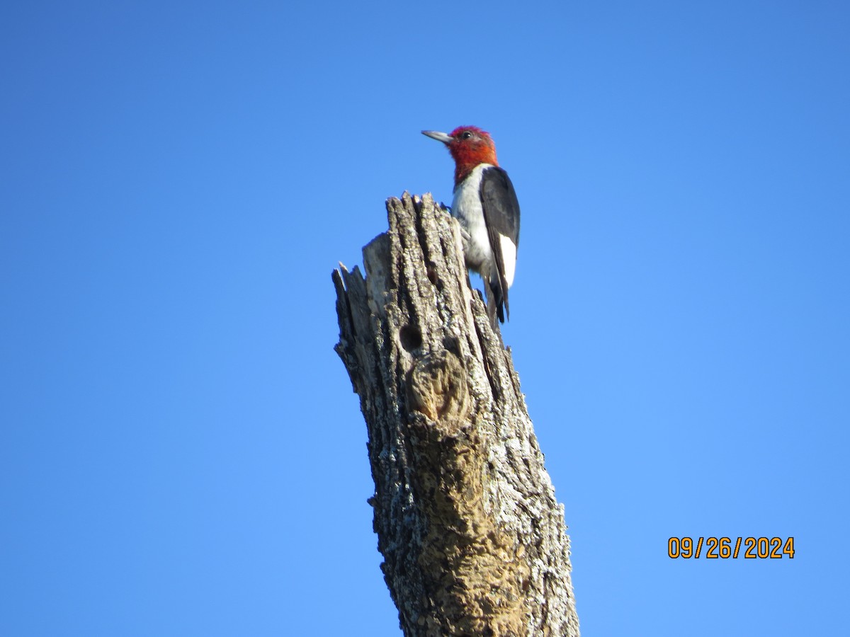 Red-headed Woodpecker - ML624196176