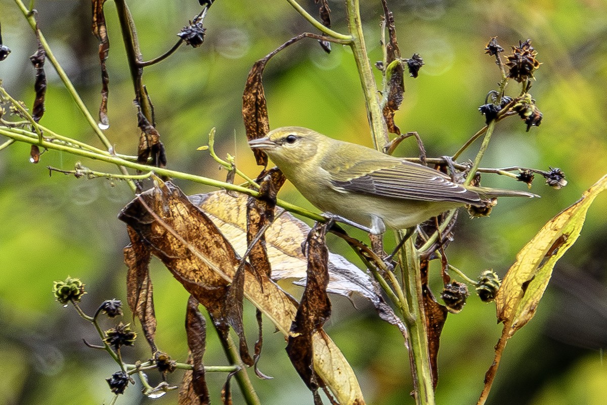 Tennessee Warbler - ML624196188